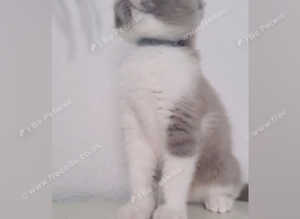 Last Beautiful kitten available