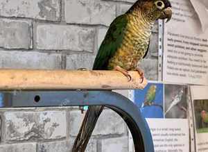 Beautiful young conure parrot