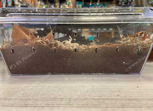 Complete Setup including Java Dwarf Scorpion