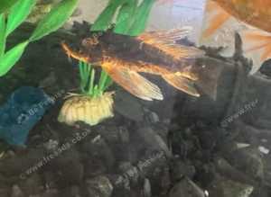 Butterfly Kubatu Koi