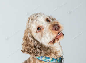 Buddy the F2b Cockapoo Stud - repeatedly proven