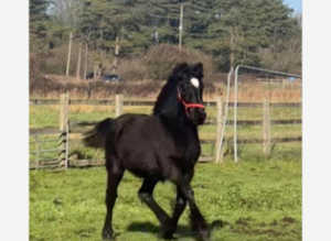 Friesian x Filly Foal