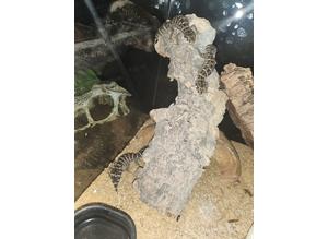 CB23 Male Viper Geckos (Teratolepsis fasciata)