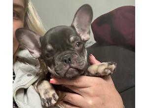 3 French Bulldog puppies for sale