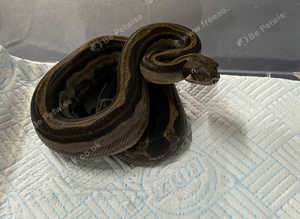 CA Reverse Stripe Motley 66% pos het RDR Anery / Nic T+ albino.