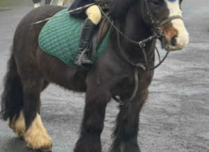 Lovely 12hh family Cob
