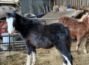 Registered welsh sec a colt