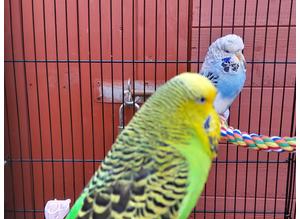 2 young budgies with cage
