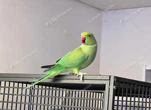 Beautiful young baby Indian ringnick parrot