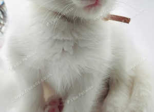 Mainecoon x