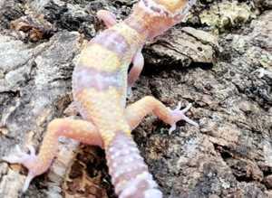 Selection of Leopard Geckos at Birmingham Reptiles