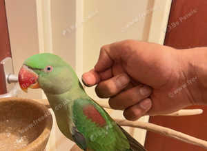 Stunning baby hand tamed alexandrine parrot