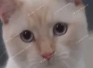 Kitten studs + queens for sale colourpoints cross russian blue