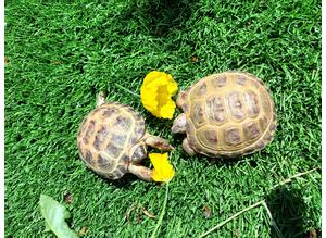 Beautifull horsfield tortoises ready now