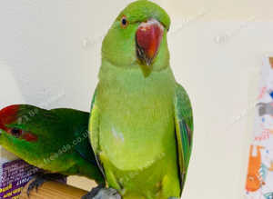 Beautiful young Indian ringnick parrot