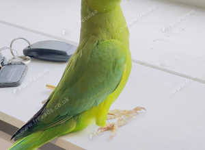 Stunning baby green Indian ringnick parrot