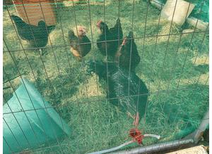 hatching eggs pure heritage large fowl and hybrids