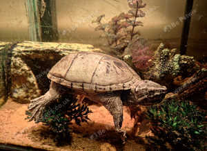 Musk turtle