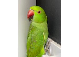 Baby Green Indian Ring Neck Talking Parrot