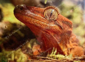 Chahoua x Crested Gecko