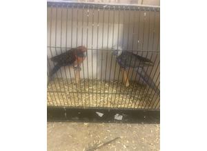 Proven pair of pennent rosellas