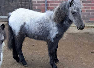 British Minature Horse Filly Foal