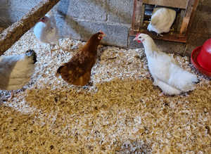 Laying chickens