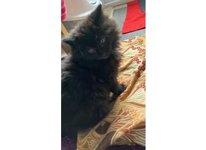 Beautiful fluffy kitten dark brown with grey reflections