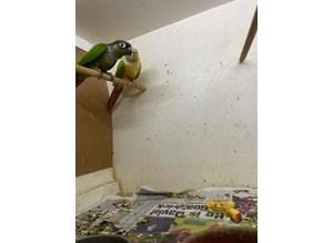 Lovly proven pair of conures