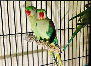 Stunning talking baby alexandrine parrot