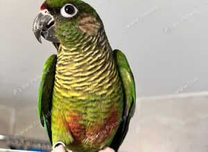 Stunning green check conure parrot