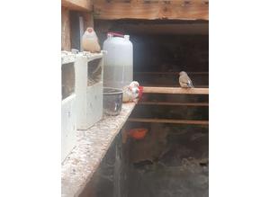 Zebra finches adults and young