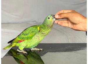 Baby talking Amazon Bluefronted HandReared Silly tame