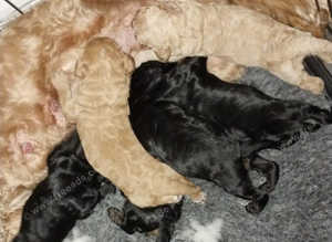 F2b cockapoos