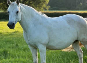 Class 1 Connemara IN FOAL