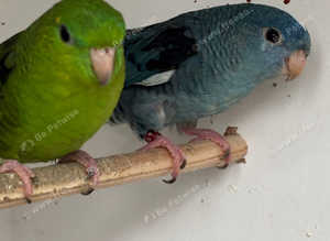 Beautiful pair of lineolated parakeets