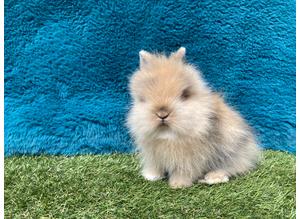 Double maned lionheads (last baby available)