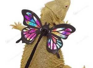 Bearded Dragon Butterfly Lizard Harness and Leash