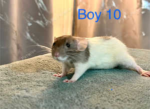 Lovely socialised baby Dumbo Rats