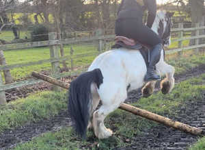 12.2 super cob
