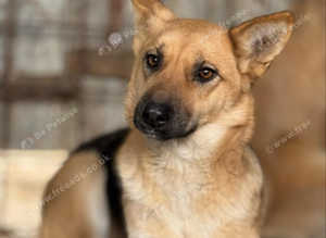 Rescued Nina, 2y old,loving