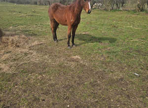 Alfie