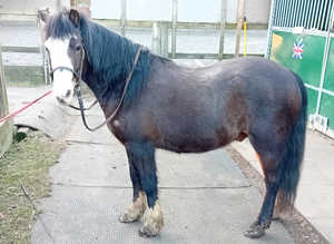 Fabulous pony looking for new home