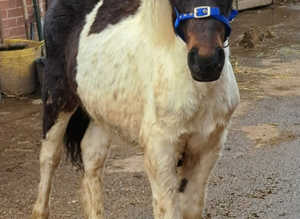 Dartmoor Hill Pony