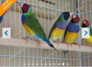 All types of Finches, Sparrows available