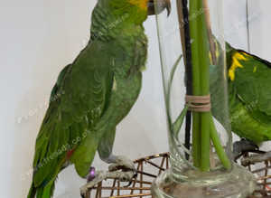 Stunning baby Amazon parrot for sale