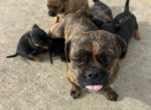 Pug mixed