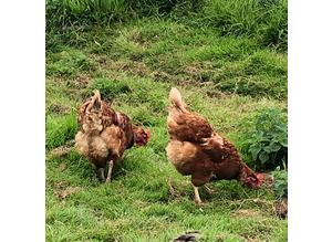 2 gingernut ranger hens, laying daily, 1 year old