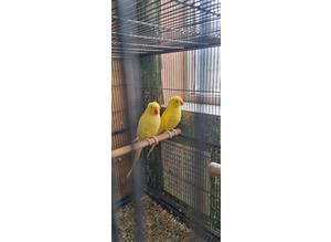 Yellow alexandrine parrot for sale