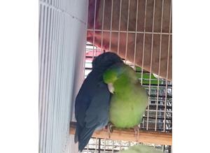 Blue, Green, Grey parrotlets for sale (male and females)